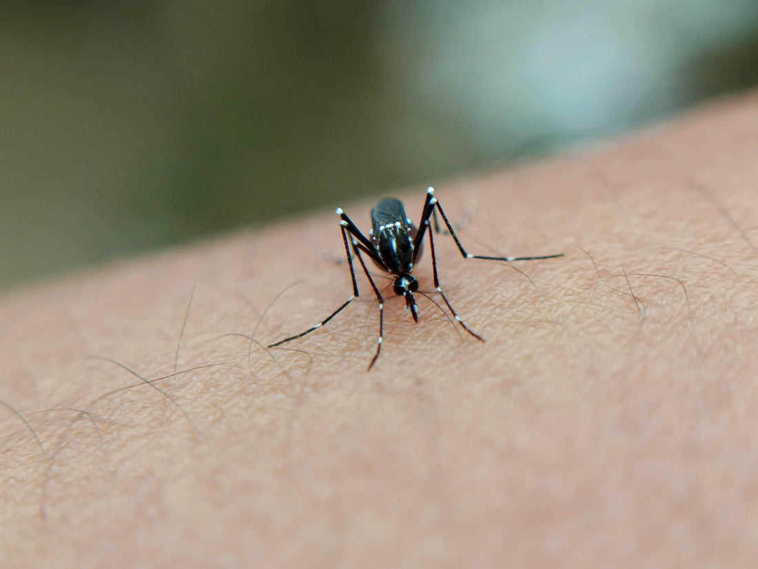 PortaOut A Mosquito Bite Is No Big Deal? These Hidden Harms Are Ruining Your Family’s Life These Mosquito Dangers Are Scarier Than You Think